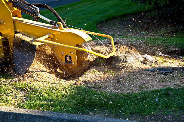 Tree Removal for Businesses in Keizer, OR